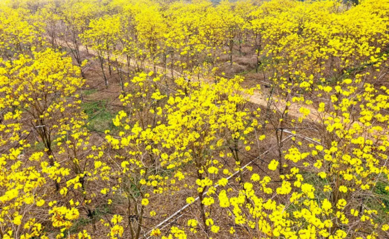 人间三月芳菲艳 赏花采风行正其时(图4)