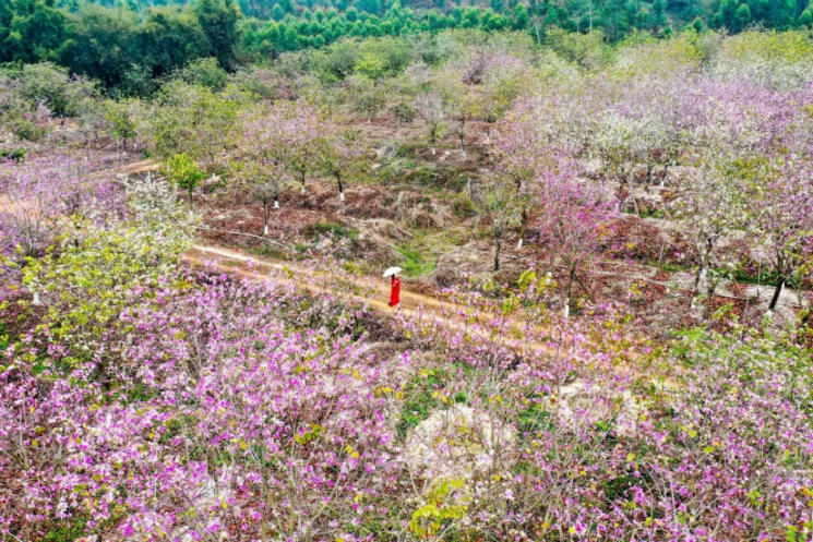 人间三月芳菲艳 赏花采风行正其时(图7)