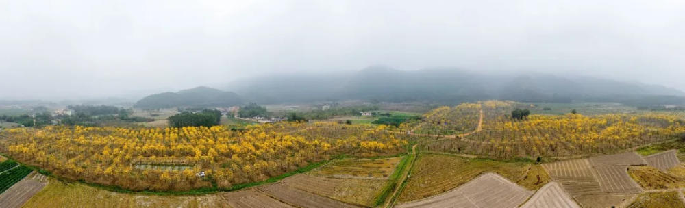 人间三月芳菲艳 赏花采风行正其时(图5)