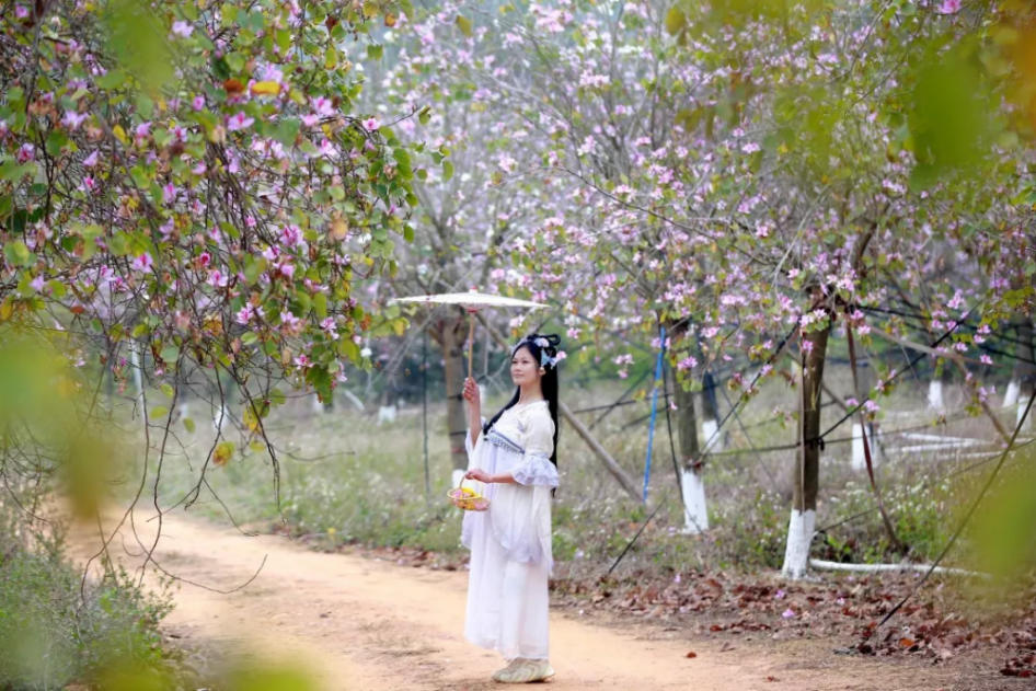 人间三月芳菲艳 赏花采风行正其时(图18)