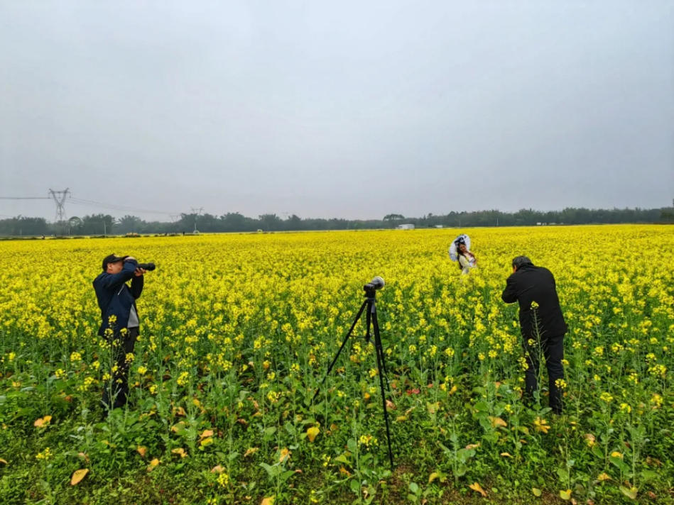人间三月芳菲艳 赏花采风行正其时(图33)