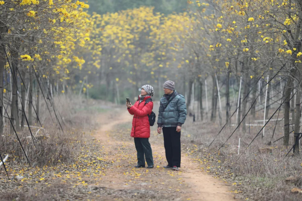人间三月芳菲艳 赏花采风行正其时(图38)