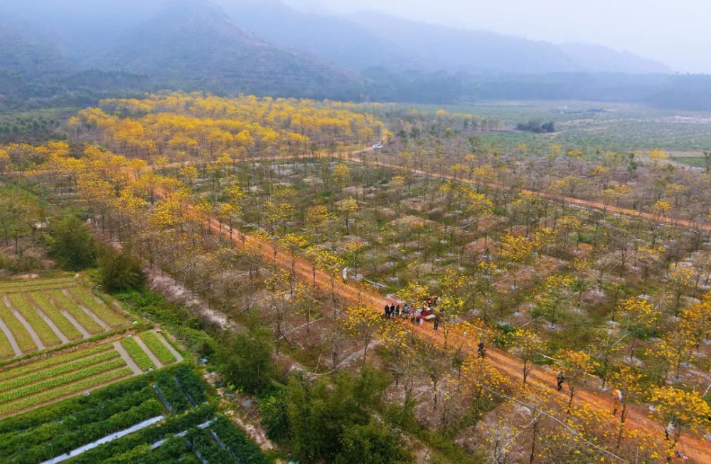 人间三月芳菲艳 赏花采风行正其时(图47)